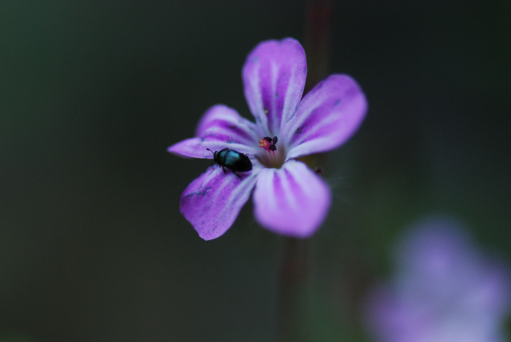 macro_017 .jpg